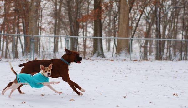 Friendly dogs