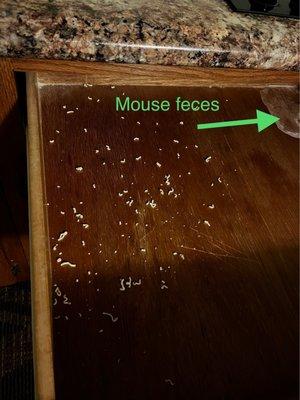 Mouse feces and food crumbs