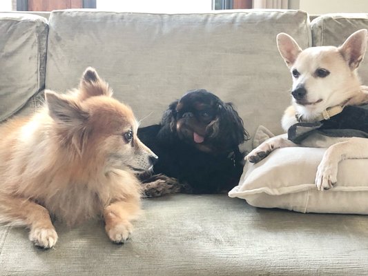 Our 3 rescue seniors: Boo, Chester, & Daisy