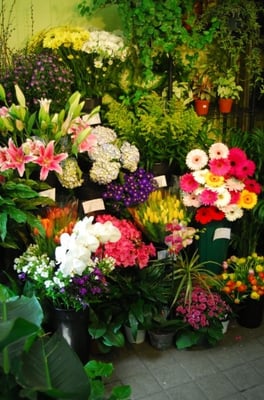 Typical flower selection most any day.