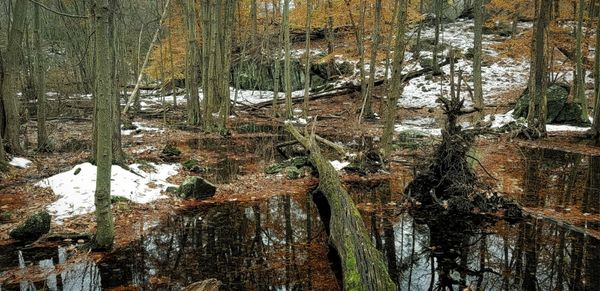 Just discovered Depew Park great place to take your dog for a walk.  Can't wait to explore more trails in the summer.