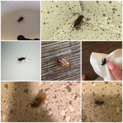 Here's a small amount of the roaches I found over the two months living here.