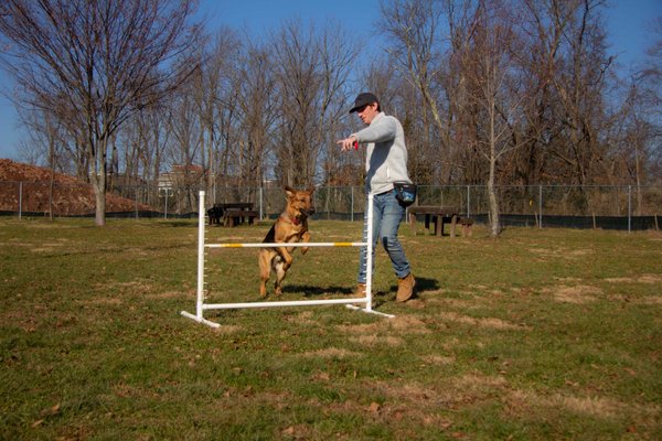 Some agility work with my good boy.