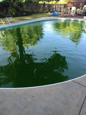 Let us clear up your pools algae problem