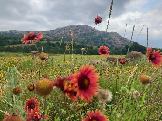 Summer Indian blanket flowers in the forefront of Mount Scott.