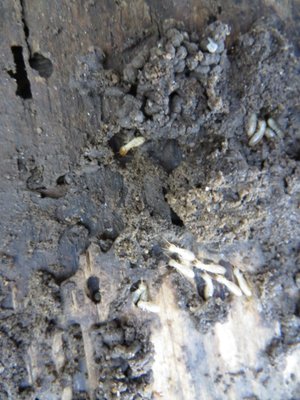 YIKES! LIVE TERMITES