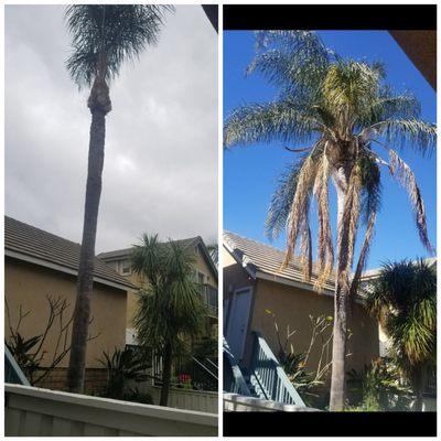 Before and after if one of many trees TreeCo trimmed on our HOA property.