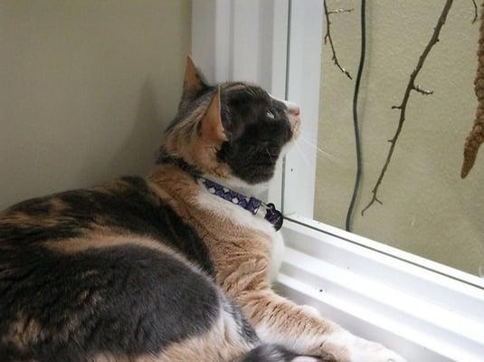 Our cat enjoying the birds