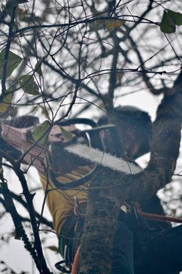 Pruning an oak tree.