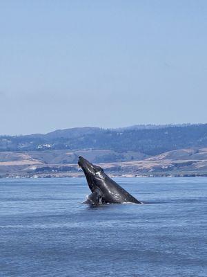 Breaching