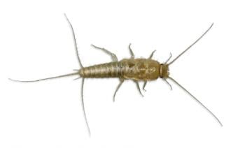 Silverfish are chewing insects and feeders but prefer carbohydrates & protein, including flour, dried meat, rolled oats, paper & even glue.