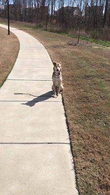 Teaching a dog to sit and stay where she is seated