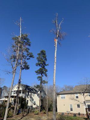 Removal of dead Gumball tree!