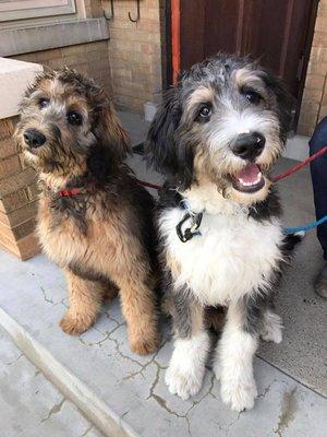 Bernedoodles Mayfair and Bagheera