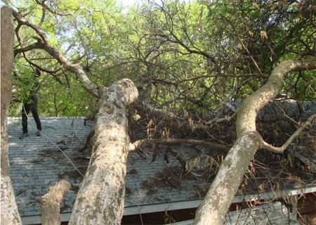 In the event of storms, Austin Complete Tree Service is able to safely remove trees and debris from your home and property.