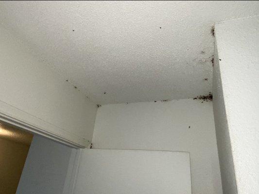 Roaches in my kids room.