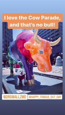 Dr. Smallz, a small, white, Maltese, puppy dog poses  with a colorful, cow statue. There are 75 cow statues in the 2023 Boston Cow Parade!