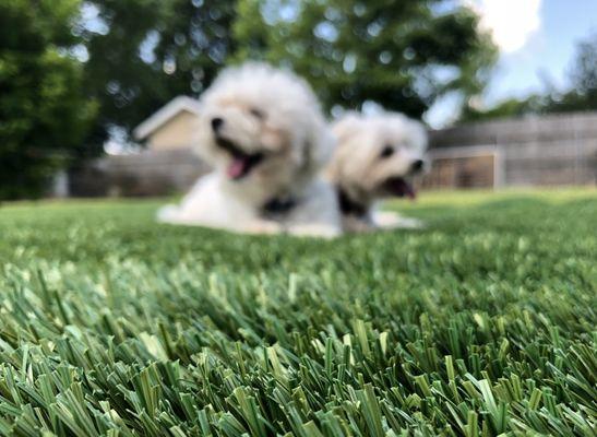 One of the greatest things about turf, is that it's so safe for your furry friends! NO FLEAS AND NO TICKS!