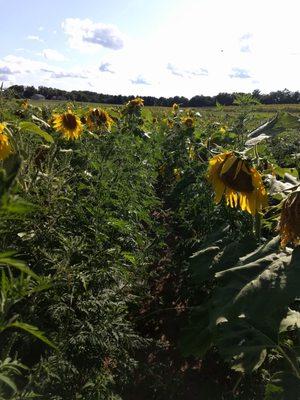 Sunflowers for acres.