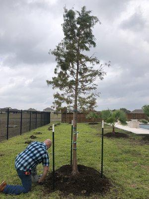 Professional tree planting