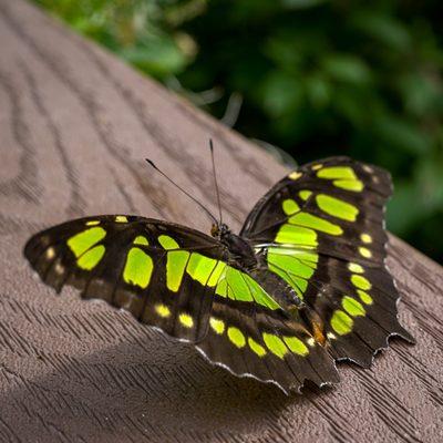 In the butterfly house