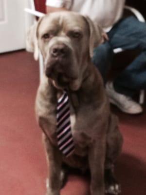 Sampson is a 1 1/2 year old NeoPolitan Mastiff