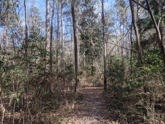 Colleton State Park