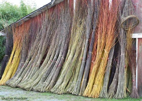 Basketry willows at Dunbar Gardens