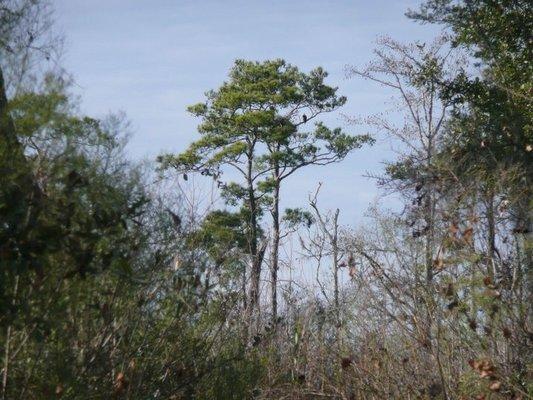 Cypress with Bald Eagle #birdnestingpreventionplan