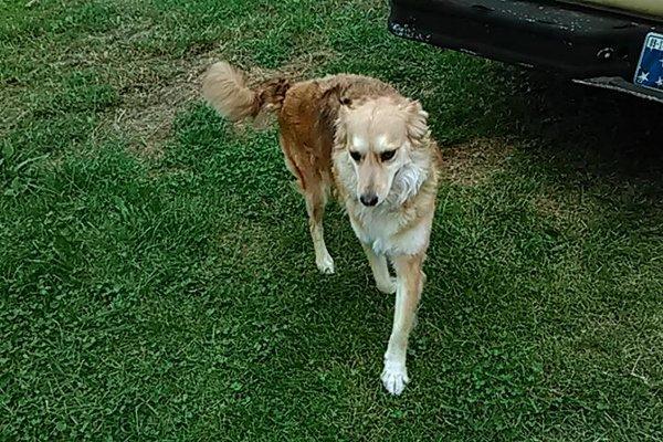 My dog Molly walking in my yard.