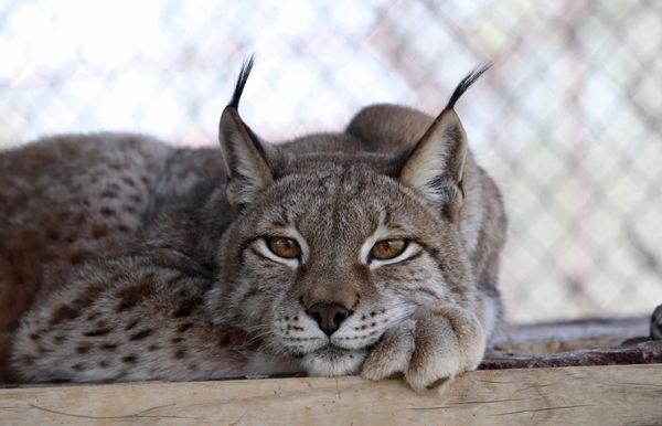 Center for Animal Research and Education