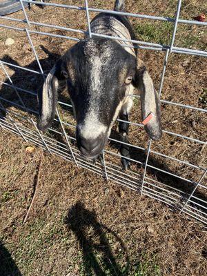 Mr Goat saying hi!