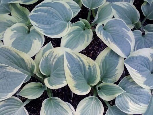 Brim Cup Hostas all for your shady garden areas.