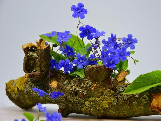 Alzheimer Forget-me-not