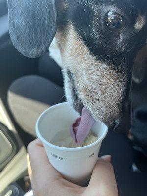 Pup cup for the good boy.