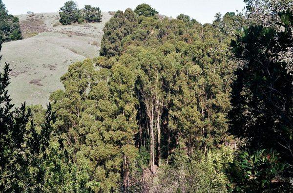 A grand view of a distant grove of eucalyptus, visible from Seaview Trail. - -Tom Brody