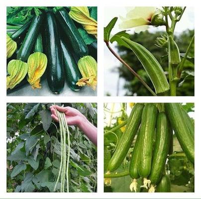 Just a few of what plants you'll find on our $1 plant shelf all summer.  Lots of vegetables to choose from.