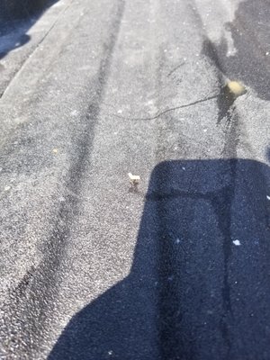 Close up of one of the maggots dropping in my cab bed