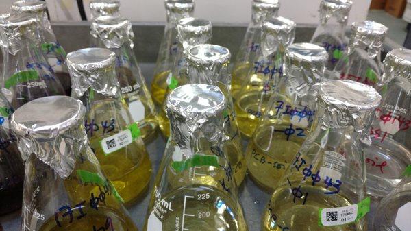 Erlenmeyer flasks