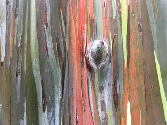 Rare rainbow eucalyptus