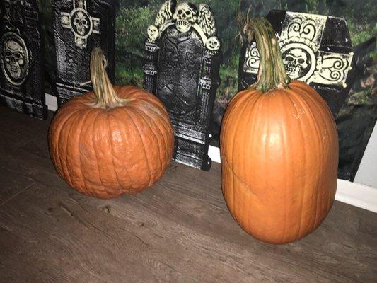 Got these two huge pumpkins at Pleasant Valley Farms