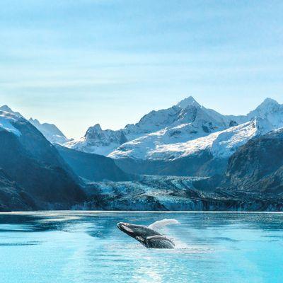 Whale breach in Alaska near a glacier