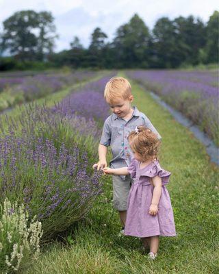 Visiting the lavender festival, the kids love it!