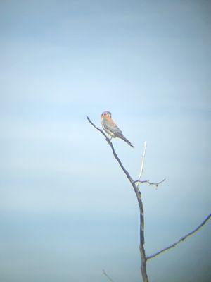 American kestrel