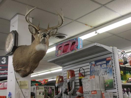 old elk head decorating the establishment