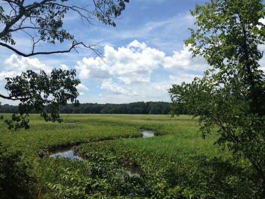 Great marsh trail observation