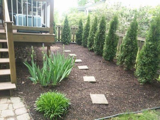 Planted arborvitae for screening