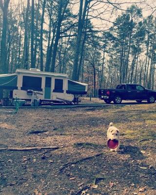 One other view of campsite. Heavily wooded.