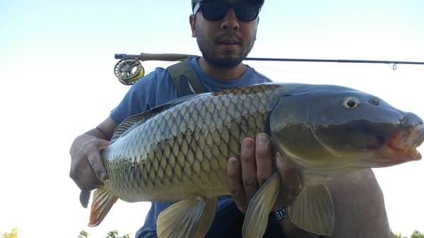 Here's a nice carp on a rod and flies suggested by Orvis Pasadena.