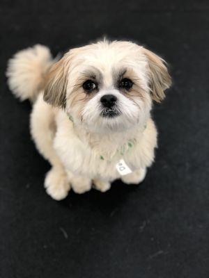 Dolly, one of daycare guests :) Adorable!